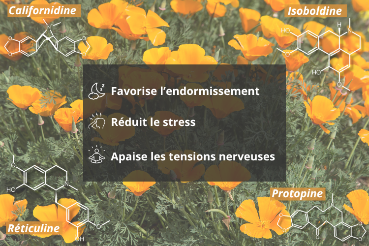 Eschscholzia plante du sommeil et de la detente